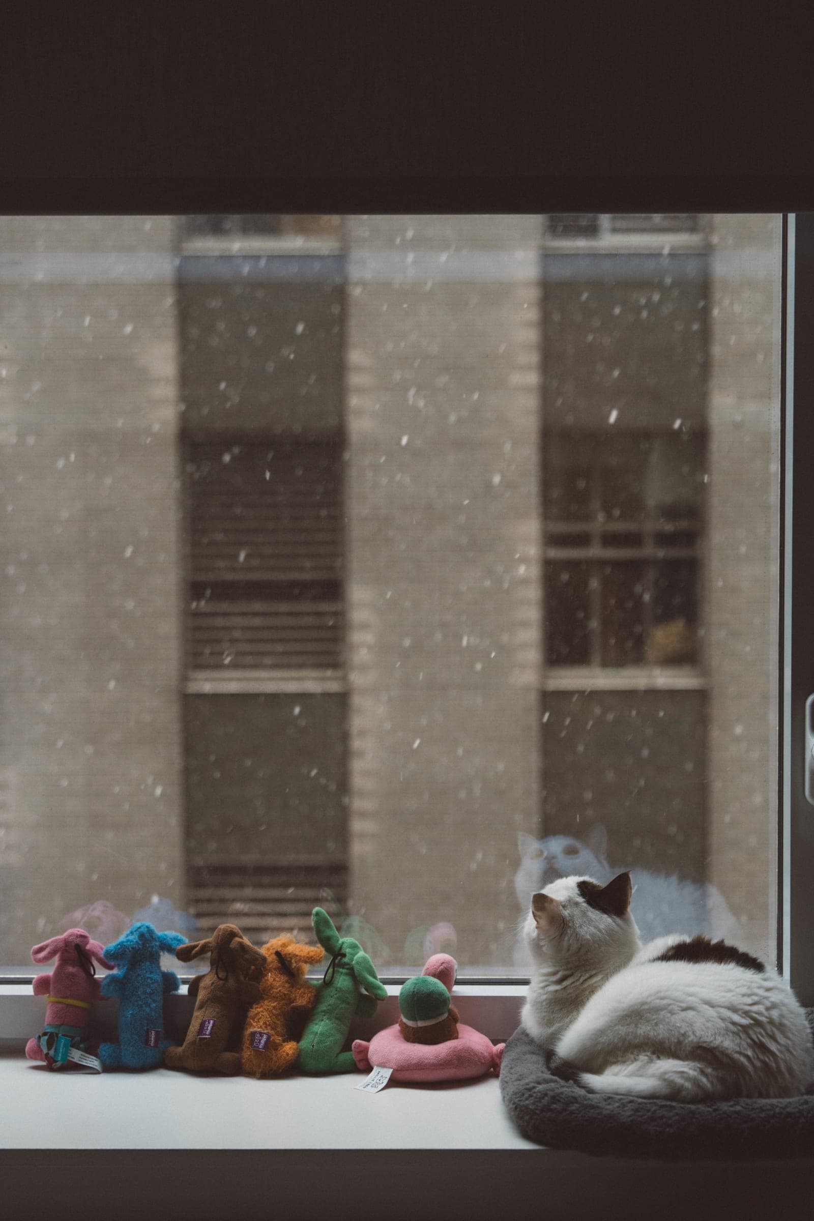 tofu_first_snow