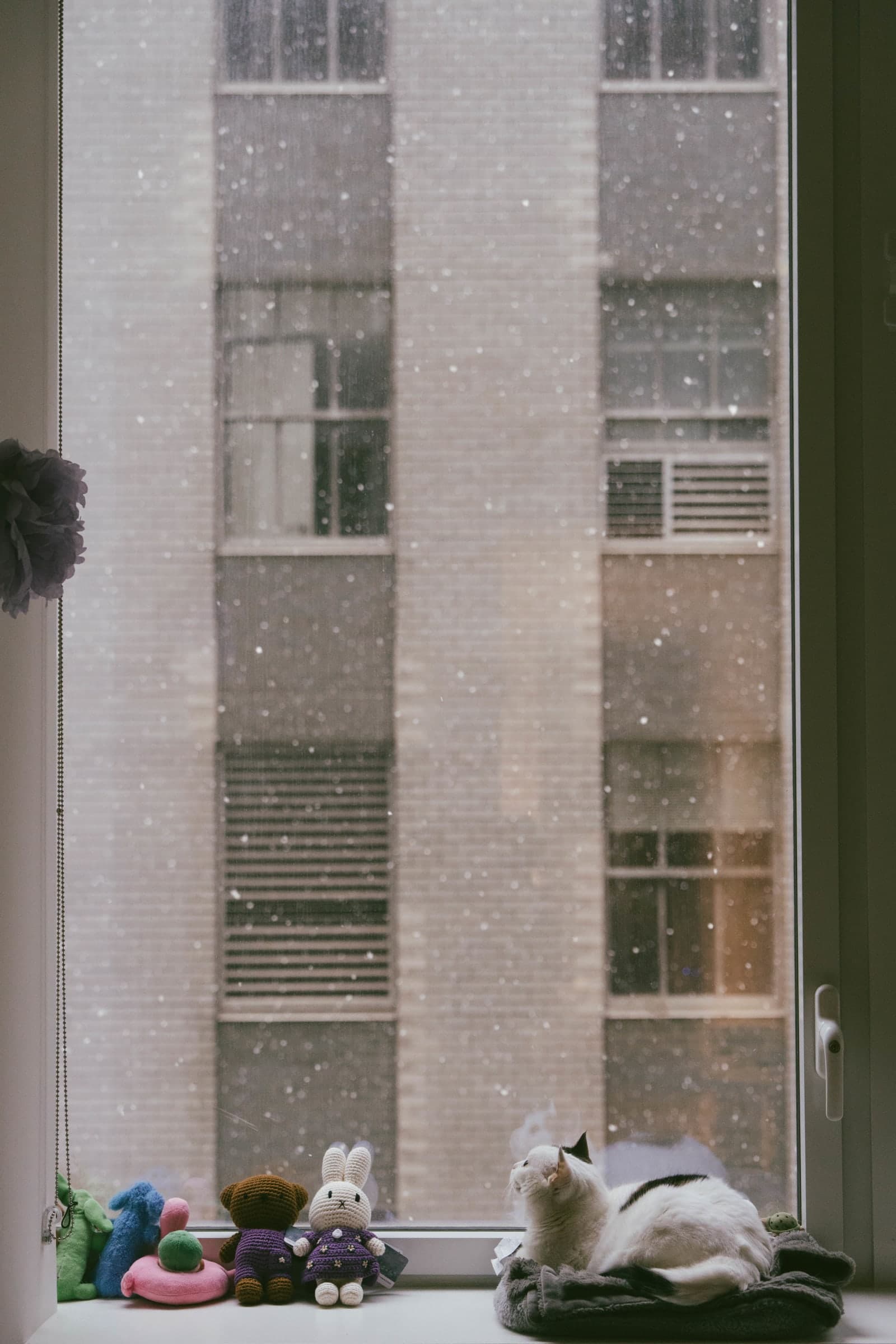 tofu_second_snow